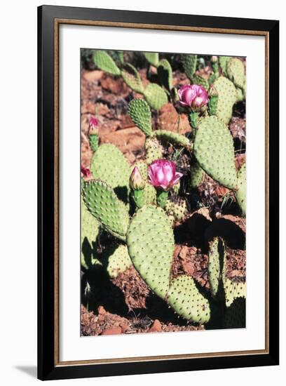 Cactus Wildflowers in Early Morning, Zion National Park, Utah, USA-Paul Souders-Framed Photographic Print