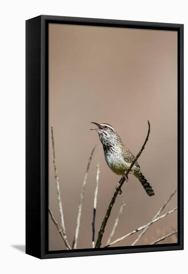 Cactus Wren Adult Calling-Larry Ditto-Framed Premier Image Canvas