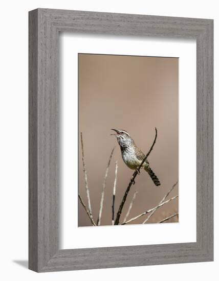 Cactus Wren Adult Calling-Larry Ditto-Framed Photographic Print