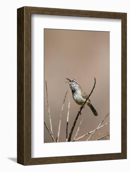 Cactus Wren Adult Calling-Larry Ditto-Framed Photographic Print