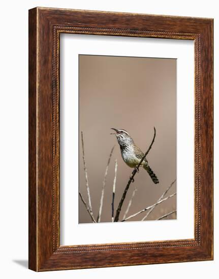 Cactus Wren Adult Calling-Larry Ditto-Framed Photographic Print