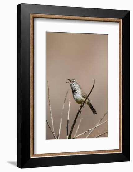 Cactus Wren Adult Calling-Larry Ditto-Framed Photographic Print
