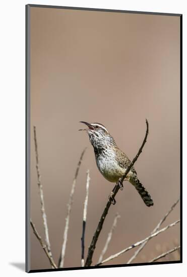 Cactus Wren Adult Calling-Larry Ditto-Mounted Photographic Print