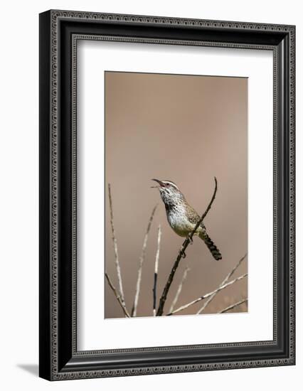 Cactus Wren Adult Calling-Larry Ditto-Framed Photographic Print