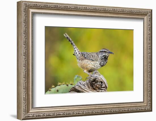 Cactus Wren, Campylorhynchus brunneidapillus, feeding-Larry Ditto-Framed Photographic Print