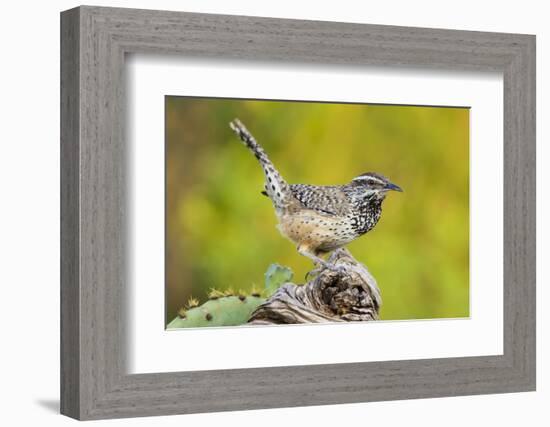 Cactus Wren, Campylorhynchus brunneidapillus, feeding-Larry Ditto-Framed Photographic Print