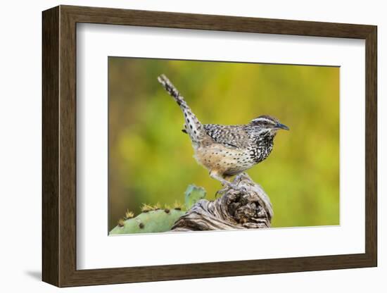 Cactus Wren, Campylorhynchus brunneidapillus, feeding-Larry Ditto-Framed Photographic Print