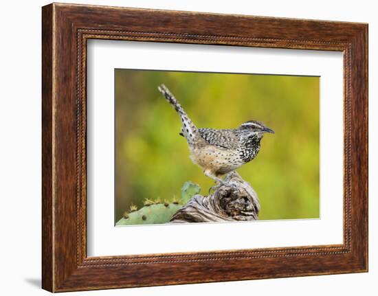 Cactus Wren, Campylorhynchus brunneidapillus, feeding-Larry Ditto-Framed Photographic Print