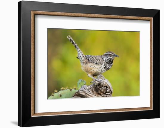 Cactus Wren, Campylorhynchus brunneidapillus, feeding-Larry Ditto-Framed Photographic Print