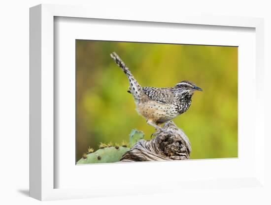 Cactus Wren, Campylorhynchus brunneidapillus, feeding-Larry Ditto-Framed Photographic Print