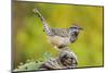 Cactus Wren, Campylorhynchus brunneidapillus, feeding-Larry Ditto-Mounted Photographic Print