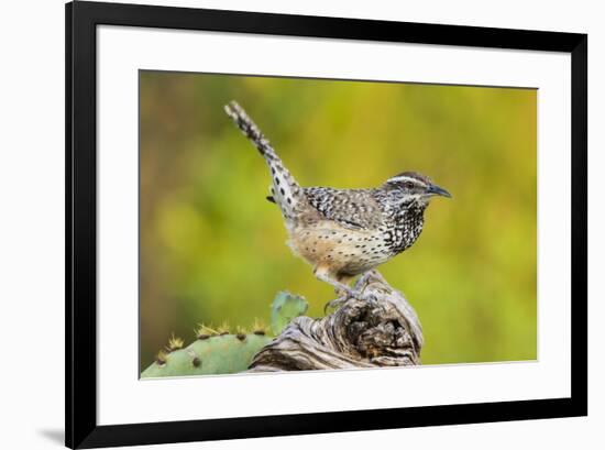 Cactus Wren, Campylorhynchus brunneidapillus, feeding-Larry Ditto-Framed Premium Photographic Print