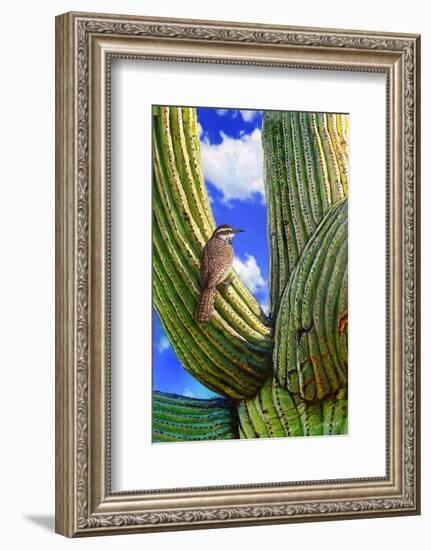 Cactus Wren-Chris Vest-Framed Art Print