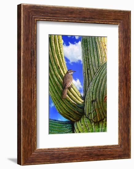 Cactus Wren-Chris Vest-Framed Art Print