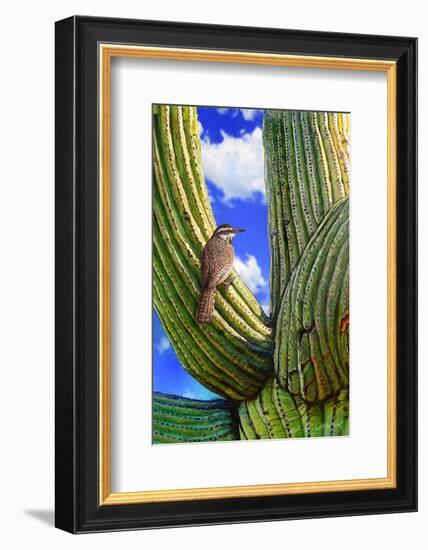 Cactus Wren-Chris Vest-Framed Art Print