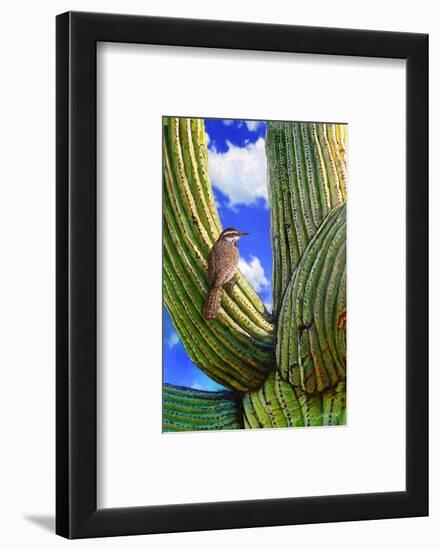 Cactus Wren-Chris Vest-Framed Art Print