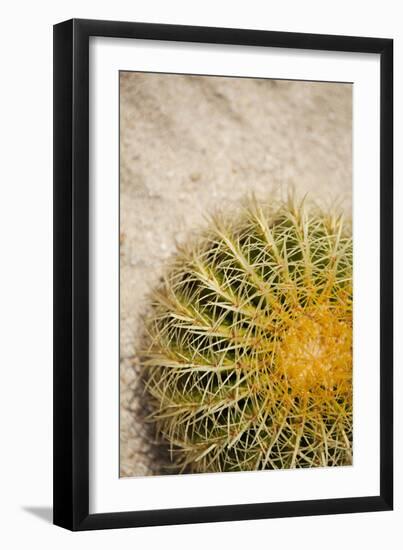 Cactus-Karyn Millet-Framed Photographic Print