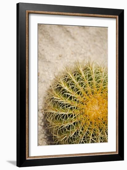 Cactus-Karyn Millet-Framed Photographic Print