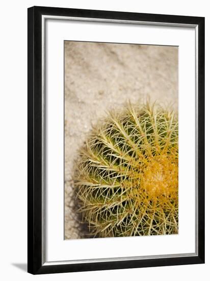 Cactus-Karyn Millet-Framed Photographic Print