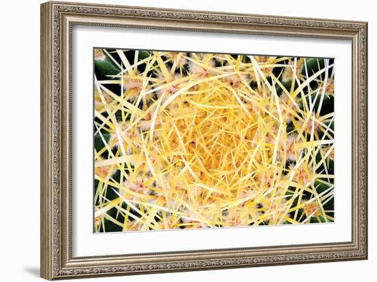 Cactus-PhotoINC Studio-Framed Photographic Print