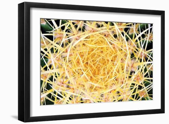 Cactus-PhotoINC Studio-Framed Photographic Print