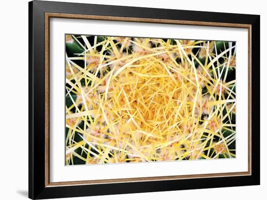 Cactus-PhotoINC Studio-Framed Photographic Print