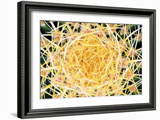 Cactus-PhotoINC Studio-Framed Photographic Print