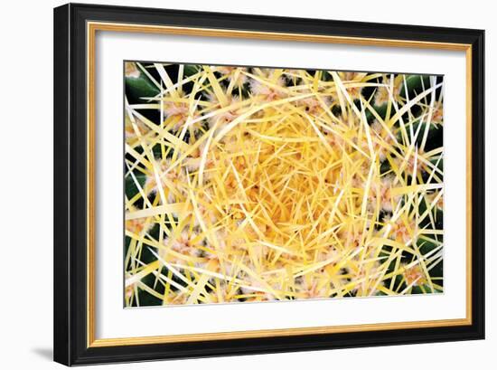 Cactus-PhotoINC Studio-Framed Photographic Print