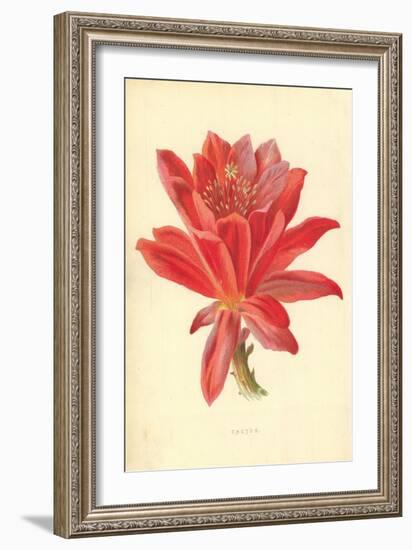 Cactus-Frederick Edward Hulme-Framed Giclee Print