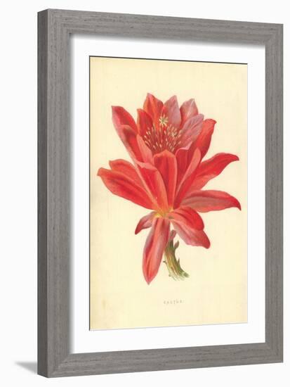 Cactus-Frederick Edward Hulme-Framed Giclee Print