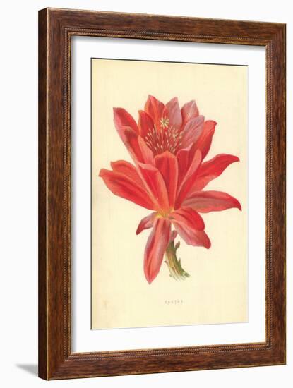 Cactus-Frederick Edward Hulme-Framed Giclee Print