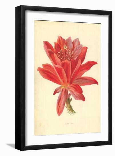 Cactus-Frederick Edward Hulme-Framed Giclee Print