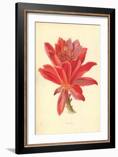 Cactus-Frederick Edward Hulme-Framed Giclee Print