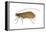 Caddis Fly (Ptilostomis Semifasciata), Insects-Encyclopaedia Britannica-Framed Stretched Canvas