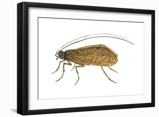 Caddis Fly (Ptilostomis Semifasciata), Insects-Encyclopaedia Britannica-Framed Art Print