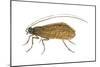 Caddis Fly (Ptilostomis Semifasciata), Insects-Encyclopaedia Britannica-Mounted Art Print
