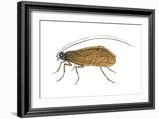 Caddis Fly (Ptilostomis Semifasciata), Insects-Encyclopaedia Britannica-Framed Art Print