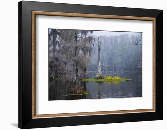 Caddo Lake morning-Larry Ditto-Framed Photographic Print