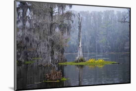 Caddo Lake morning-Larry Ditto-Mounted Photographic Print