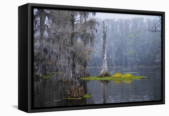 Caddo Lake morning-Larry Ditto-Framed Premier Image Canvas