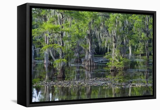 Caddo Lake, Texas, United States of America, North America-Kav Dadfar-Framed Premier Image Canvas