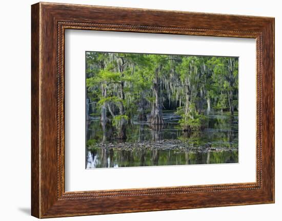 Caddo Lake, Texas, United States of America, North America-Kav Dadfar-Framed Photographic Print