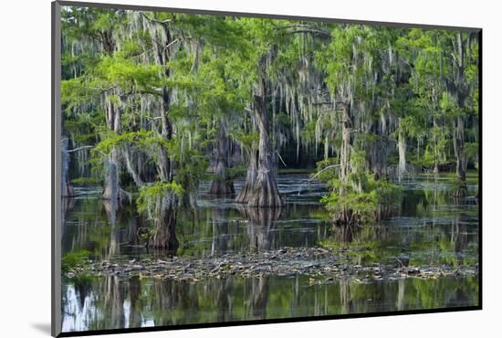 Caddo Lake, Texas, United States of America, North America-Kav Dadfar-Mounted Photographic Print