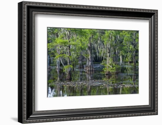 Caddo Lake, Texas, United States of America, North America-Kav Dadfar-Framed Photographic Print