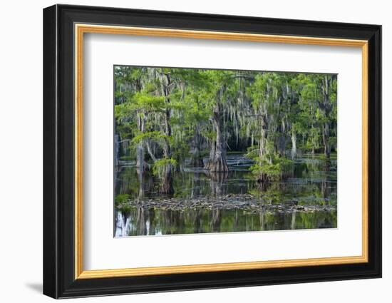 Caddo Lake, Texas, United States of America, North America-Kav Dadfar-Framed Photographic Print