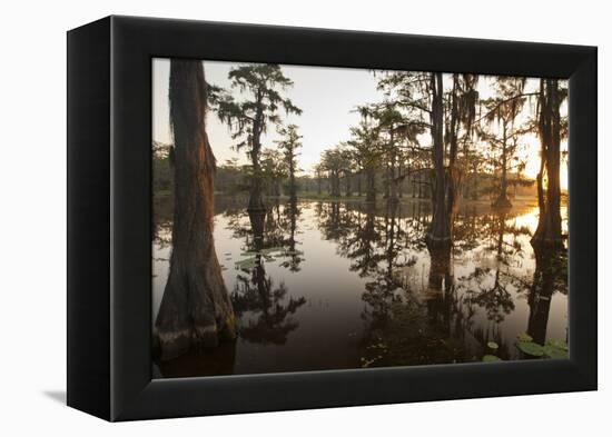 Caddo Lake, Texas, USA-Larry Ditto-Framed Premier Image Canvas