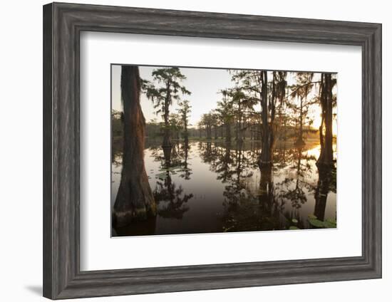 Caddo Lake, Texas, USA-Larry Ditto-Framed Photographic Print