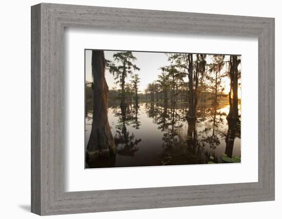 Caddo Lake, Texas, USA-Larry Ditto-Framed Photographic Print