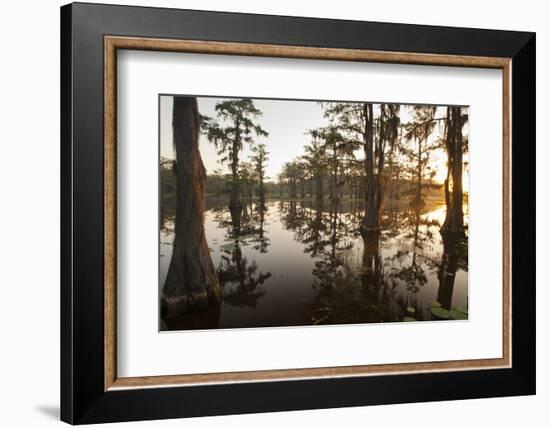 Caddo Lake, Texas, USA-Larry Ditto-Framed Photographic Print