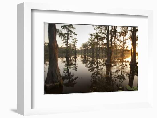 Caddo Lake, Texas, USA-Larry Ditto-Framed Photographic Print